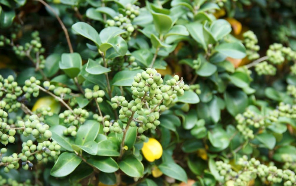 kanchanar guggulu benefits