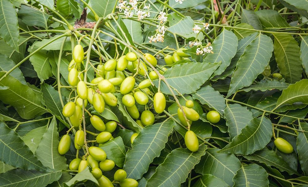 Using Neem Twigs