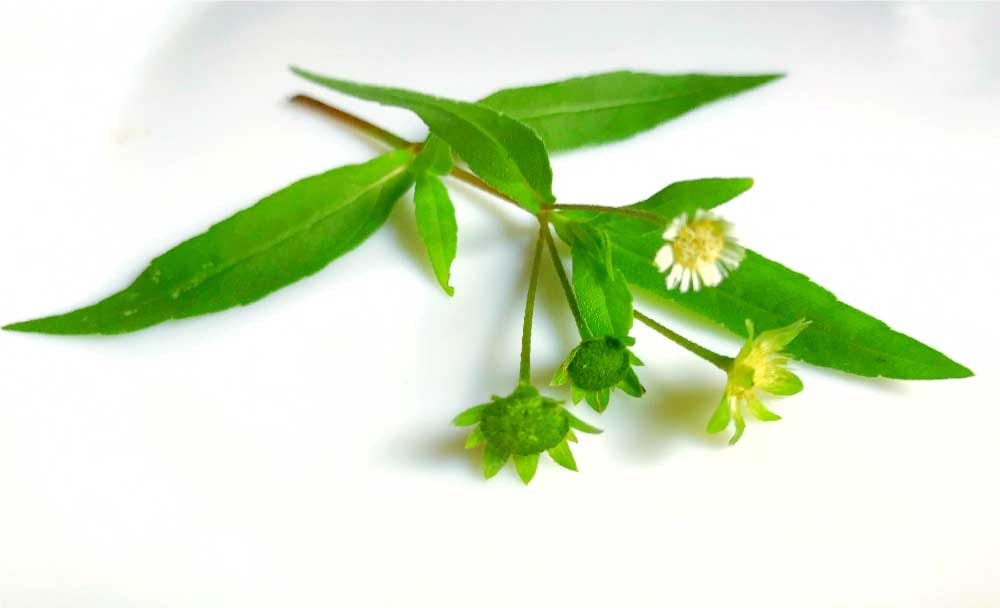 Bhringraj Ayurvedic Solution