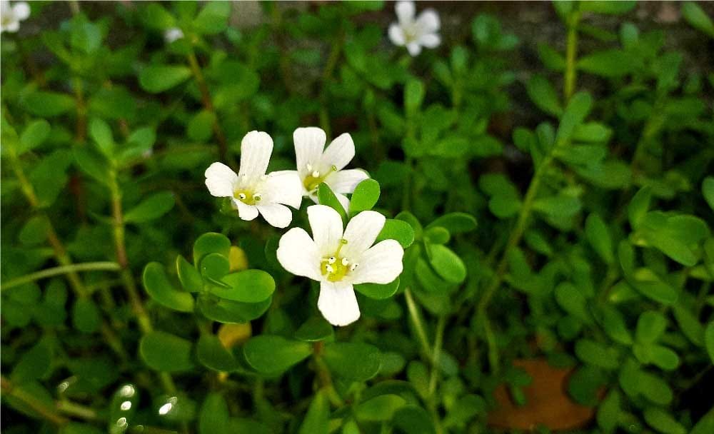 Brahmi  Ayurvedic herb