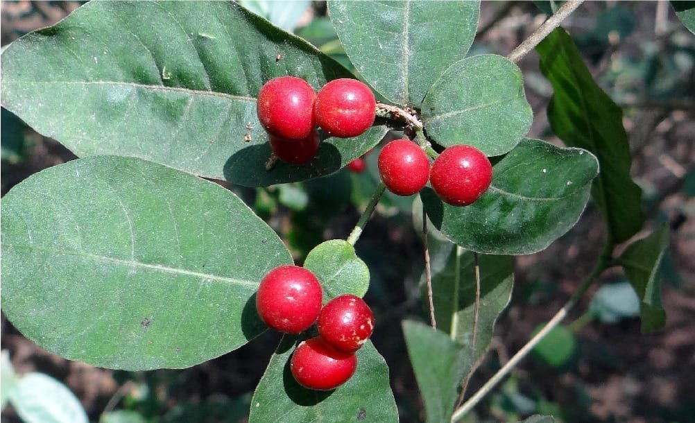  sarpagandha plant
