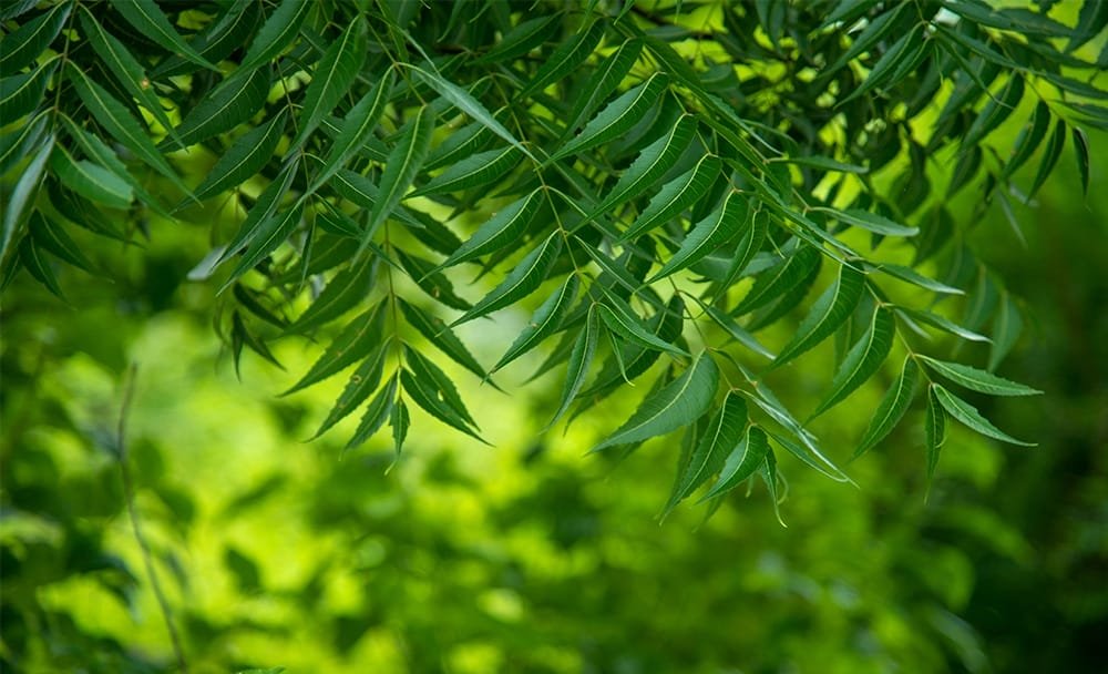 06 1000 X 608px 1