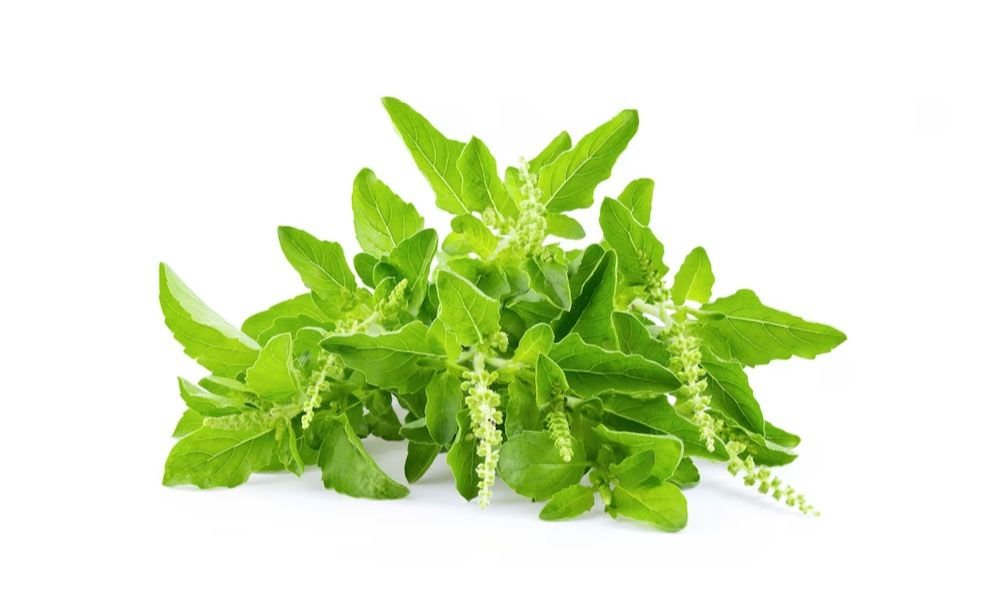 tulsi leaves - livayur