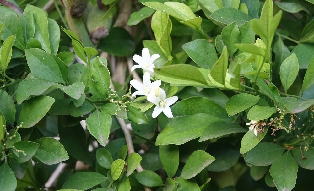 brahmi benefits - livayur
