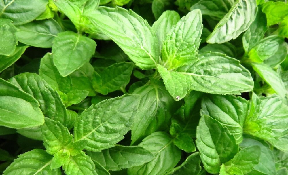 cervical cancer ayurvedic remedies
