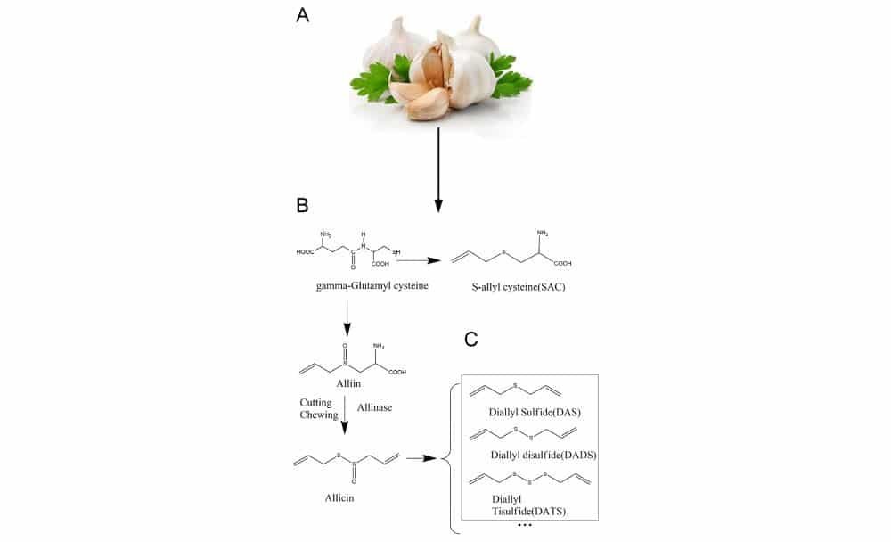 garlic nutrition