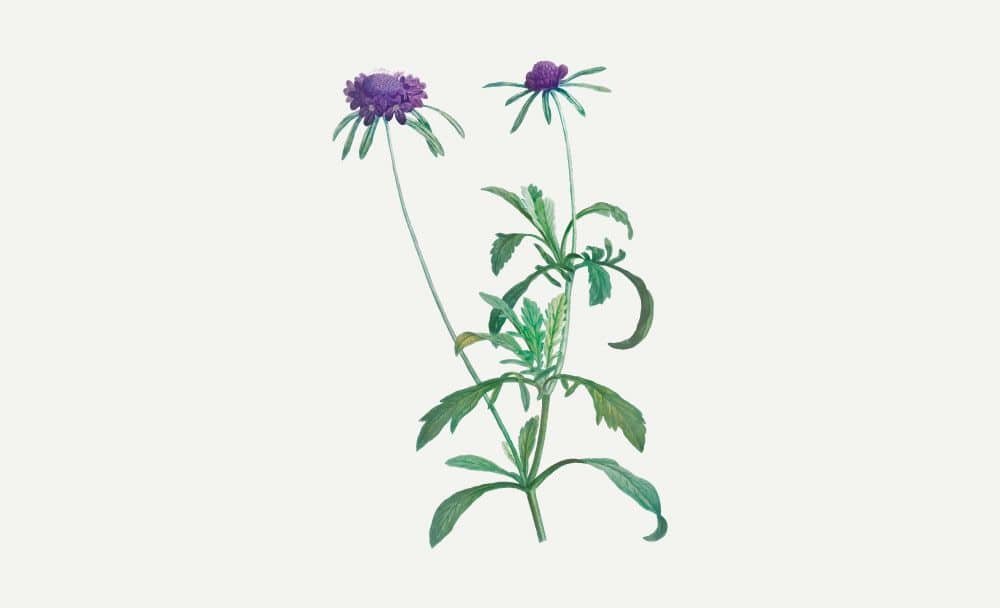 milk thistle - livayur