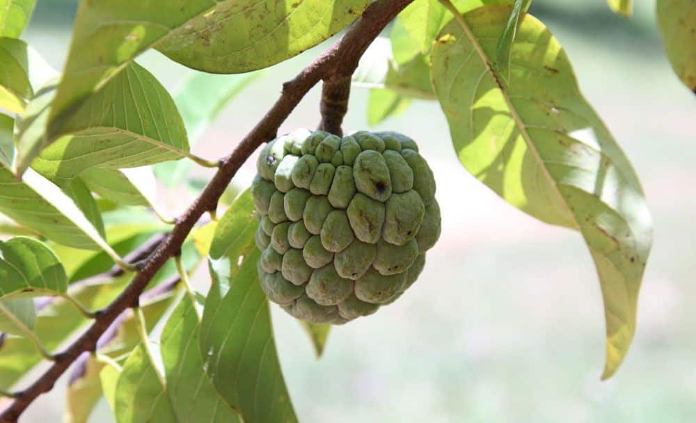 custard apple benefits - livayur