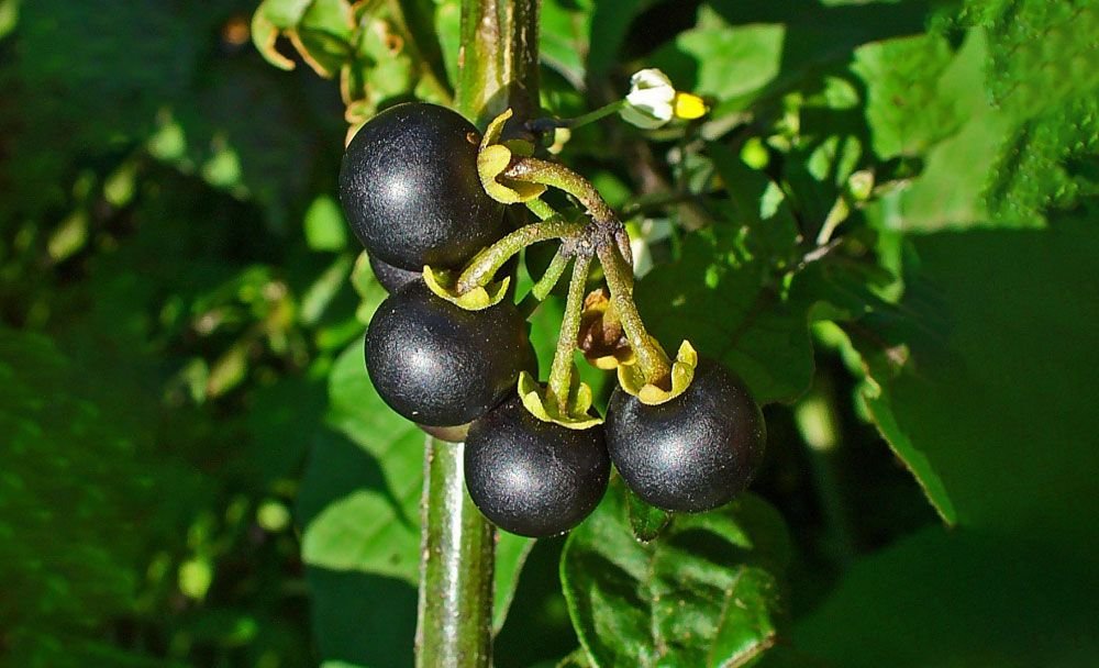 solanum nigrum - livayur
