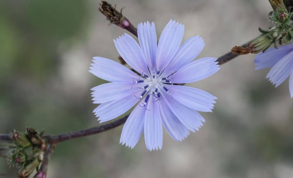 what is chicory