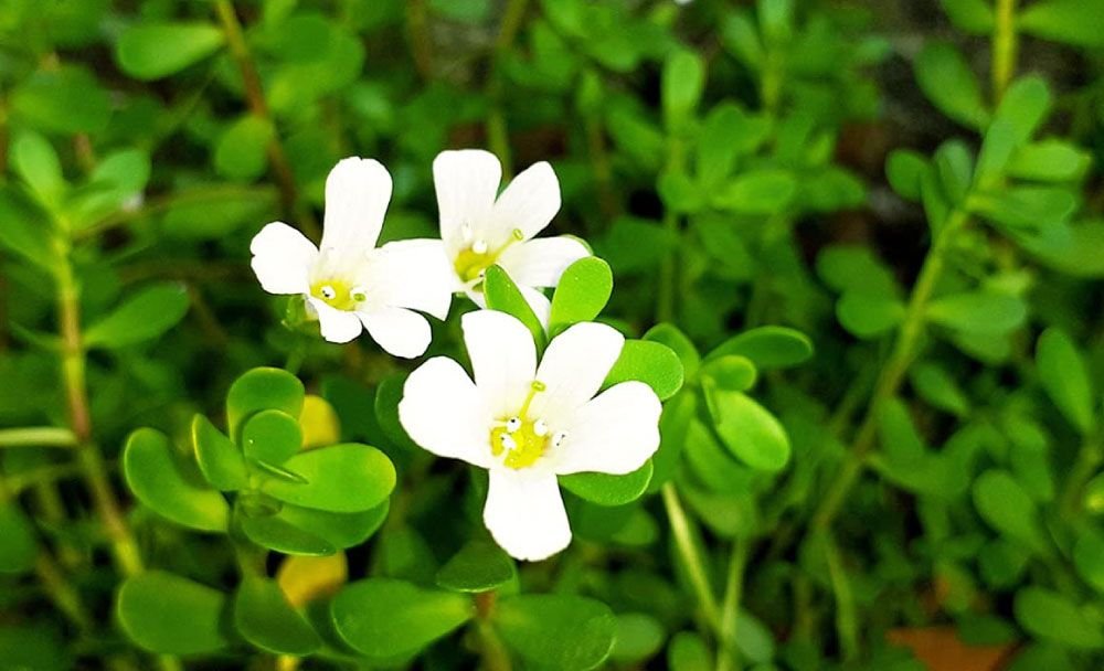 bacopa monnieri - livayur