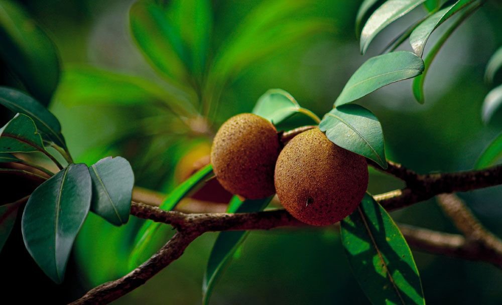 benefits of chiku