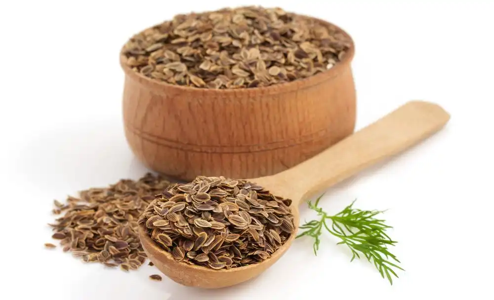 1(1) dill seed uses