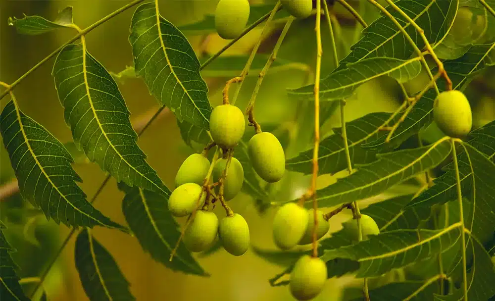 45-1000-X-608px नीम के फायदे और नुकसान