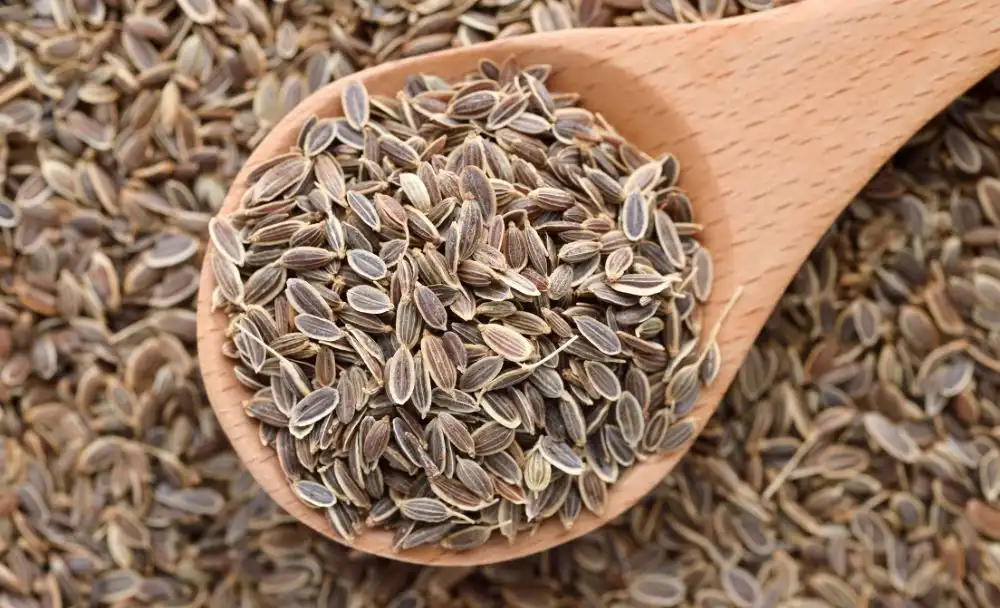 5(1) Dill Seeds Benefits
