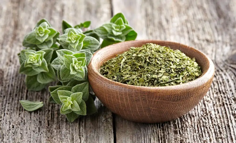 71 Health Benefits Of Oregano