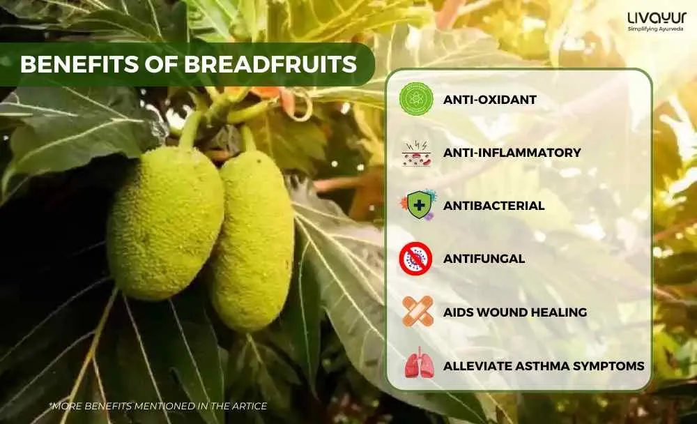 12 Incredible Benefits of Breadfruit For Overall Health (4)_1_11zon 12 Incredible Benefits of Breadfruit For Overall Health 4 1 11zon