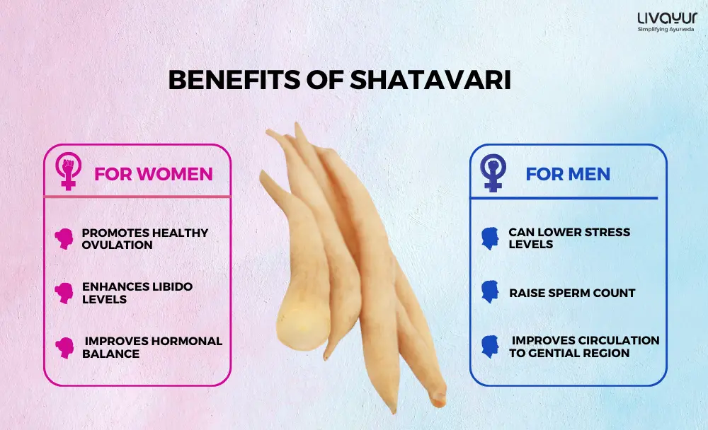 shatavari benefits Shatavari Benefits For Fertility And Reproductive Wellness