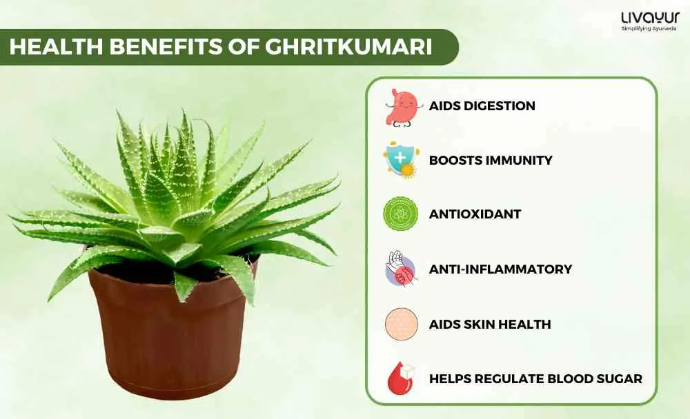 Exploring the Health Benefits of Ghritkumari (1)_11zon Exploring the Health Benefits of Ghritkumari 1 11zon
