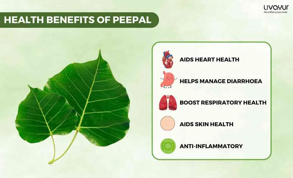 Discover The Ayurvedic Benefits Of Peepal & Its Uses (1)_10_11zon Discover The Ayurvedic Benefits Of Peepal Its Uses 1 10 11zon